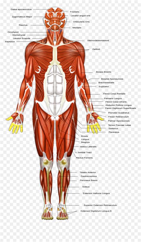 Muscles Chart Anatomy Diagram