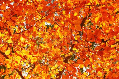 View Of Autumn Leafage With Warm Sunlight Stock Image Image Of Sunny