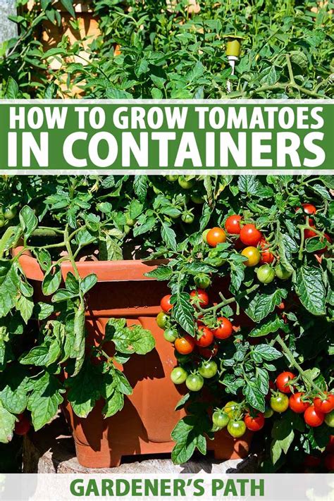 How To Grow Tomatoes In Containers Gardeners Path