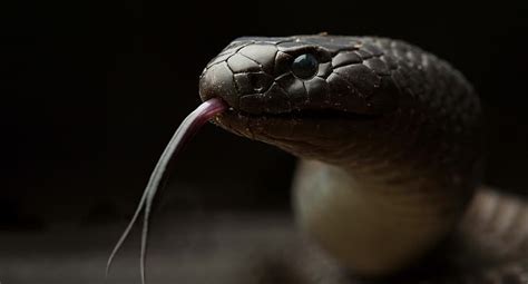 Reptile Animals Snake Hd Wallpaper Wallpaperbetter