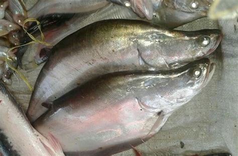 Bagaimana Nak Memancing Ikan Belida Umpan