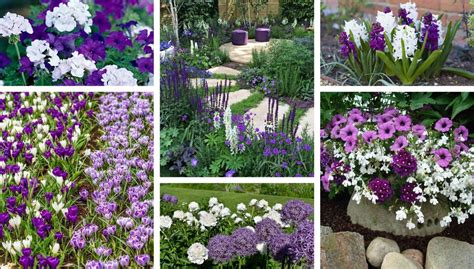 Purple And White Flowerbeds Get A Romantic Look For The Garden My