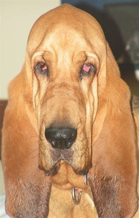 pets  adoption  southeast bloodhound rescue  carrollton ga petfinder