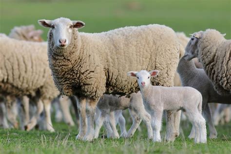 What Are The Differences Between Sheep And Lamb Alldifferences