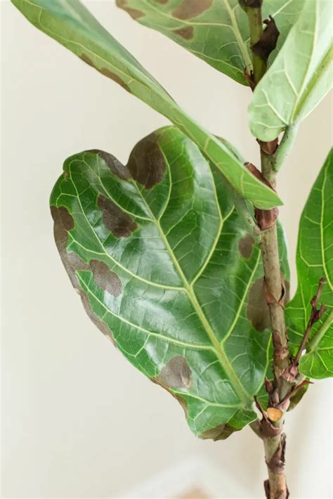 Six Ways To Tell If Your Fiddle Leaf Fig Tree Is Healthy