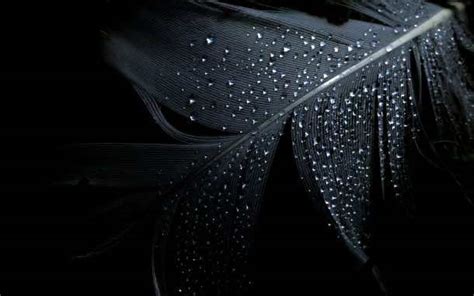 50 Black Wallpaper In Fhd For Free Download For Android Desktop And