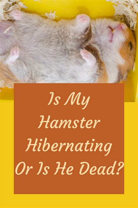 Hibernation Is Common For Hamsters And Is A Normal Phenomenon Heres