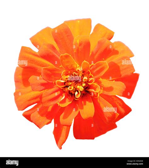 One Orange Flower Stock Photo Alamy