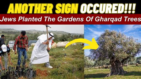 Jews Planted The Gardens Of Gharqad Trees Another Sign Of The Day Of