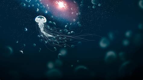 White Jelly Fish Under Deep Sea Hd Animals Wallpapers Hd Wallpapers