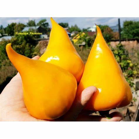 Красны перец диета Перец сладкий Леся оранжевая Перец сладкий Леся оранжевая Красны перец диета