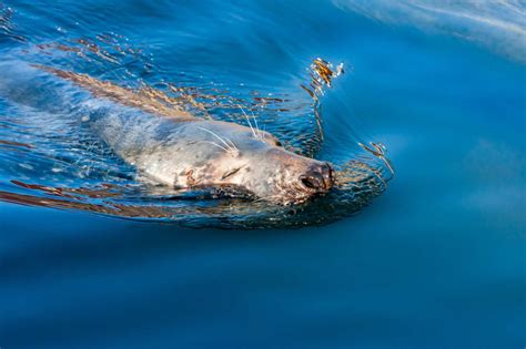 Uk Government Report On Marine Mammals Oceancare
