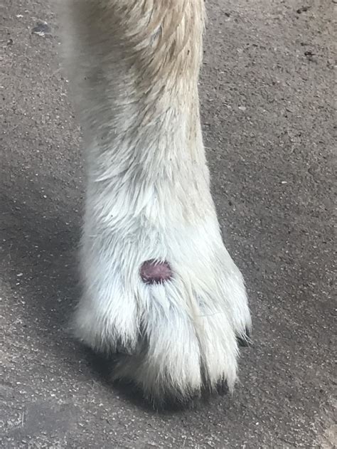 Red Bump On Dogs Nose