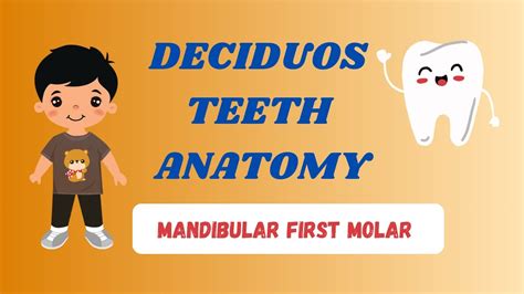 Deciduous Teeth Mandibular First Molar Youtube