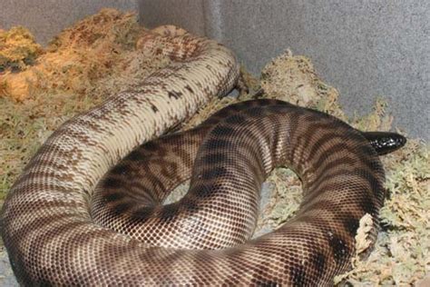 Kingsnake Com Photo Gallery Reptiles And Amphibians