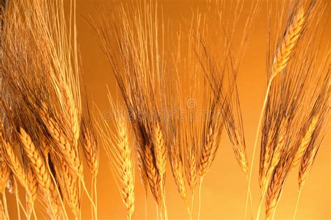Wheat And Grain Stock Photo Image Of Nature Bread Food 6414304