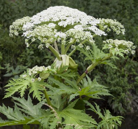 What Should You Do If You Find Giant Hogweed