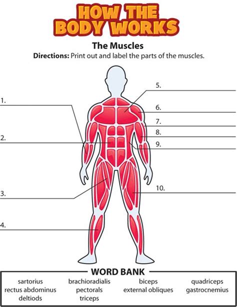 There are around 650 skeletal muscles within the typical human body. www.kidshealth.org- How the Body Works MUSCLES Activity. There is also a movie, word find ...