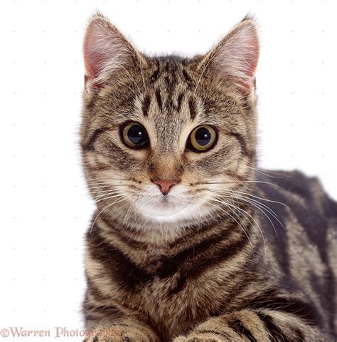 White Tabby Cat Personality Care About Cats
