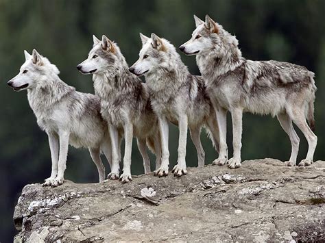 California Discovers First Wolf Pack In Nearly 100 Years