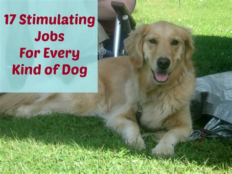 The best retirement age for females is 6 years with no more than posted on last updated: 17 Stimulating Jobs For Your Dog