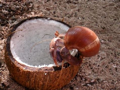 Coconut Hermit Crab Treat