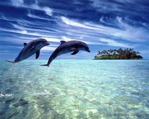 Living 3d Dolphins Hd Wallpaper Windows 10 Wallpapers