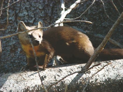Martes americana, pine marten, american sable, hudson bay sable (en); American pine marten elusive but curious | PostIndependent.com