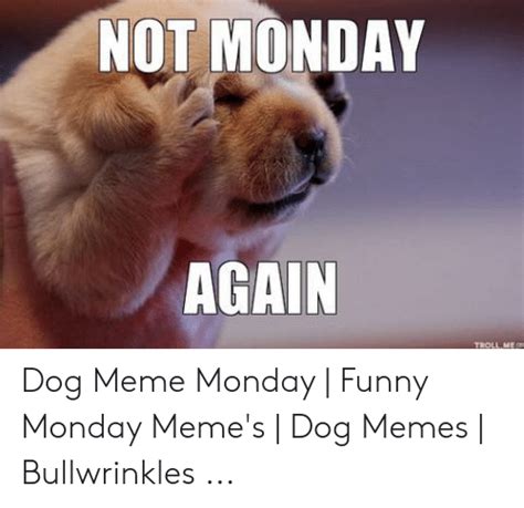 Not Monday Again Troll Me Dog Meme Monday Funny Monday Memes Dog