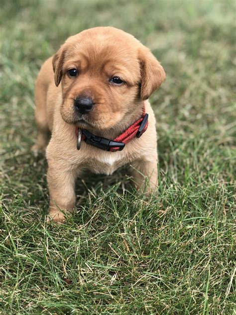 Camper is an adorable, affectionate, loving and silly 1 yr old, 45 lb. Labrador Retriever Puppies For Sale | Urbana, OH #279933