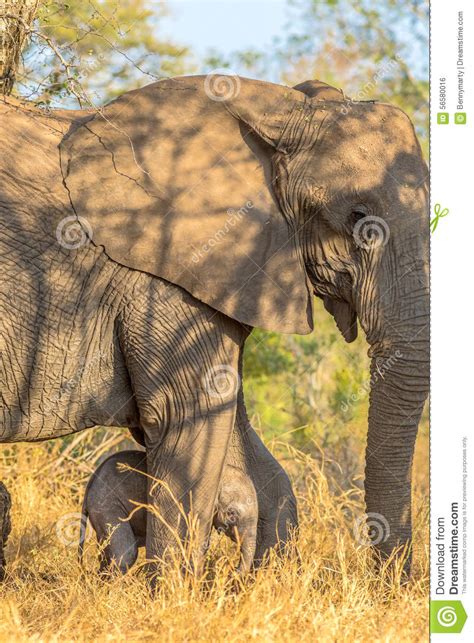 Mother And Baby Elephant Stock Photo Image Of Mammal