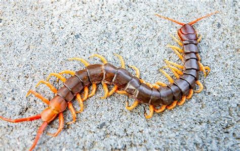 Five Things You Didnt Know About Centipedes