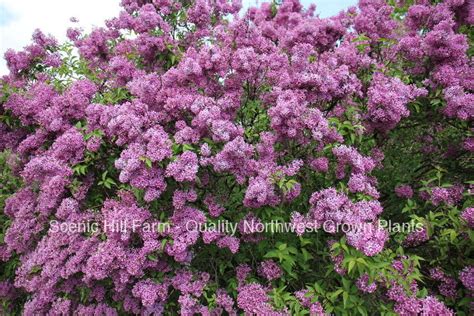 Potted Purple Old Fashion Lilac Bush The Most Fragrant Lilac 14