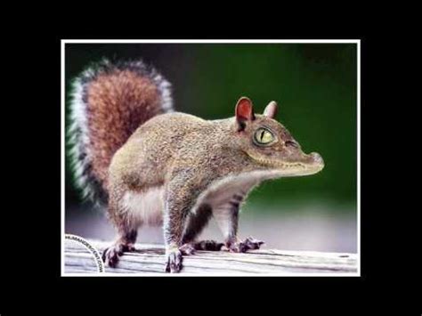 These 75 funny pictures are some of the best on the web and. Animorphs - Funny animal pictures blended in Photoshop ...