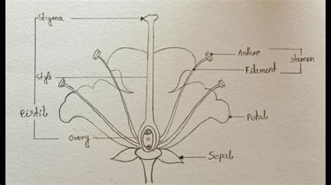 How To Draw Longitudinal Section Of Flower Easily Step By Step Youtube