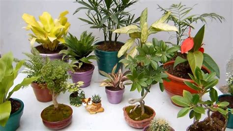 Las plantas también forman parte de la decoración de la casa. Plantas de interior Decoración Parte 2 - YouTube