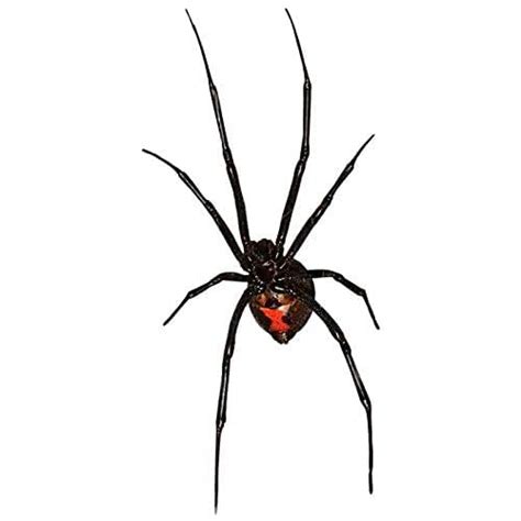 4 Black Widow Spiders Decal Set See Each Example Image To