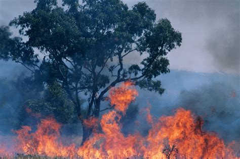 Preventing Bushfires Why Is This Not Being Done