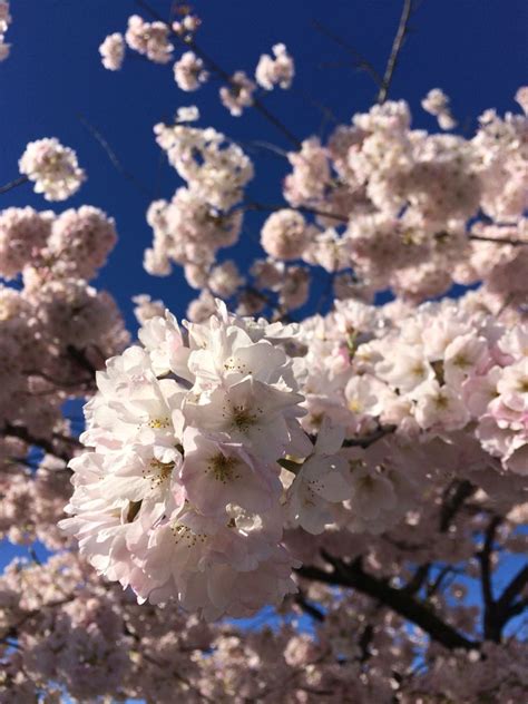 Cherry Blossoms Surrey Bc Canada Cherry Blossoms Surrey Dandelion