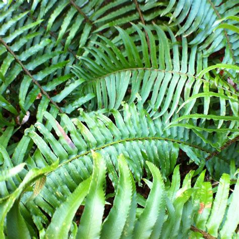 How To Prune Evergreen Ferns And Evergreen Groundcovers