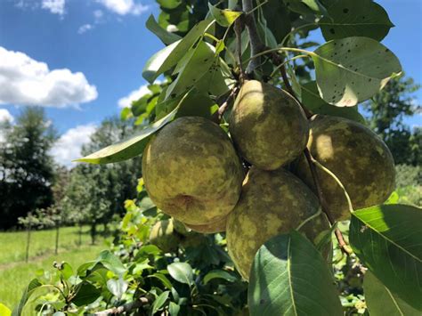 Spalding Pear Chestnut Hill Nursery