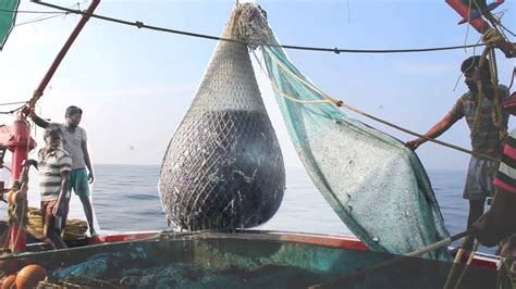 Fishermen Haul In A Large Fishing Net Of Sardine By Hand YouTube