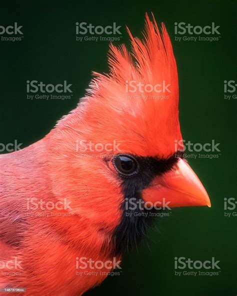 Red Northern Cardinal Bird Extreme Closeup Portrait Stock Photo