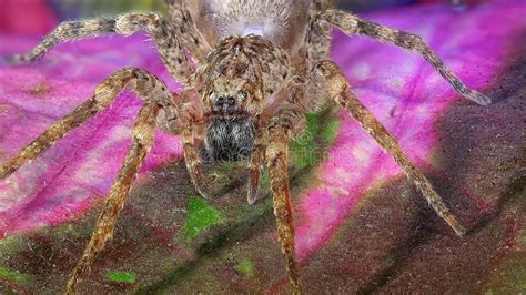 Huntsman Spider Giant Crab Spider Or Cane Spider Heteropoda Venatoria