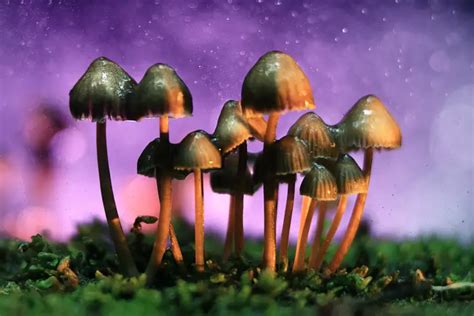 The Fascinating History And Healing Powers Of Magic Mushrooms — The Edge