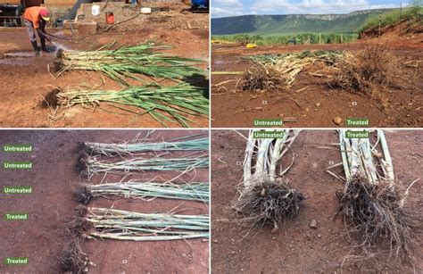 Sugarcane Yield Increases With Organic Biofertilizer Reducing Chemical