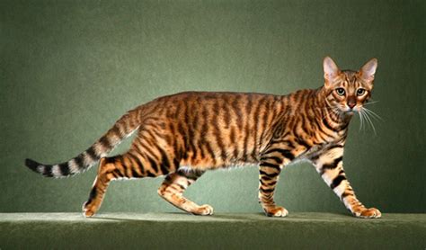 10 Famous Striped Cat Breeds In The World Tail And Fur