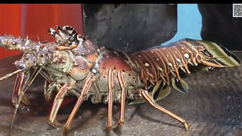 Hong Kong Street Food Cutting A Giant Rainbow Lobster Lively Sashimi