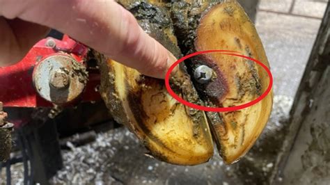 I Found A Big Screw In This Cows Hoof Youtube