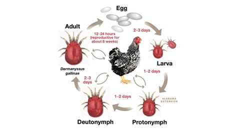 Poultry Red Mites Identification Prevention And Treatment Alabama